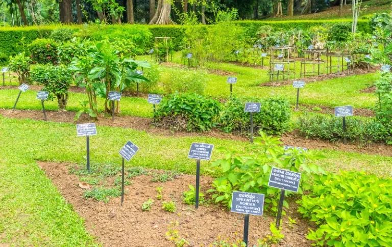 department-medical-herbs-proud-peradeniya-botanical-garden-sri-lanka-93464510